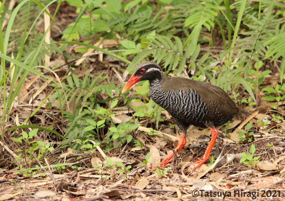 番外編 ヤンバルクイナ 沖縄県 奄美大島いきもの通信