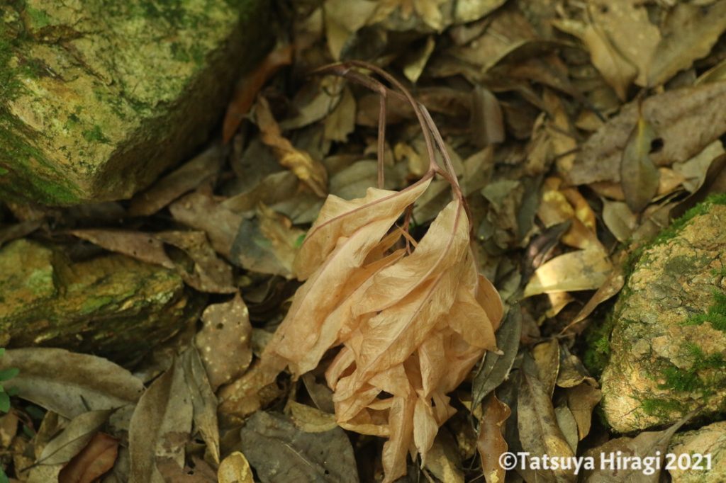 アマミテンナンショウの枯れた葉