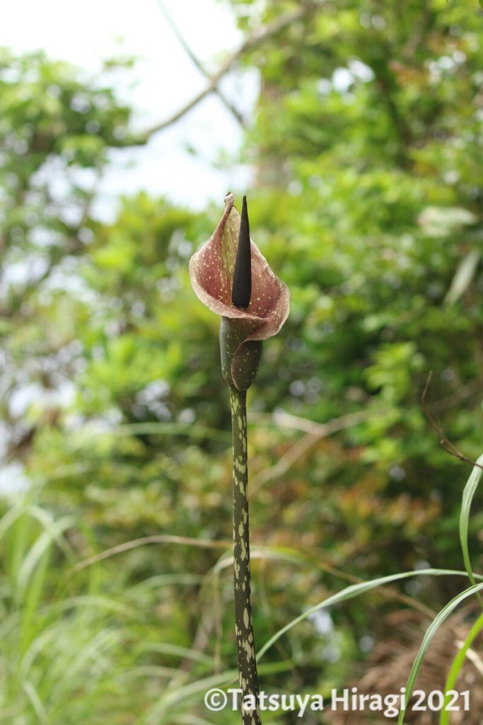 ヤマコンニャクの花①