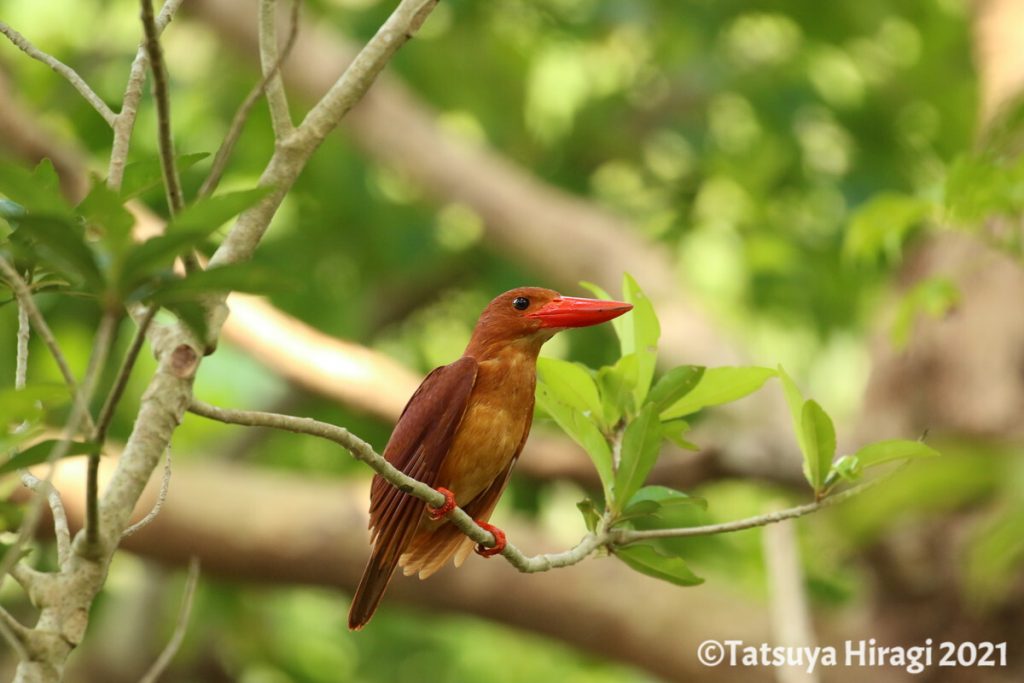 野鳥の羽根 リュウキュウアカショウビン 左翼 標本 - アンティーク 