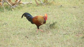 番外編】セイロンヤケイ（スリランカ） | 奄美大島いきもの通信