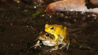 リュウキュウカジカガエル | 奄美大島いきもの通信