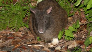 アマミノクロウサギ（シロタビ） | 奄美大島いきもの通信