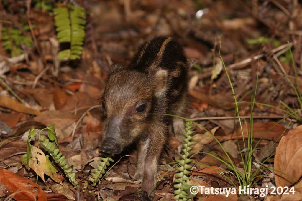 リュウキュウイノシシの幼獣（ウリ坊）