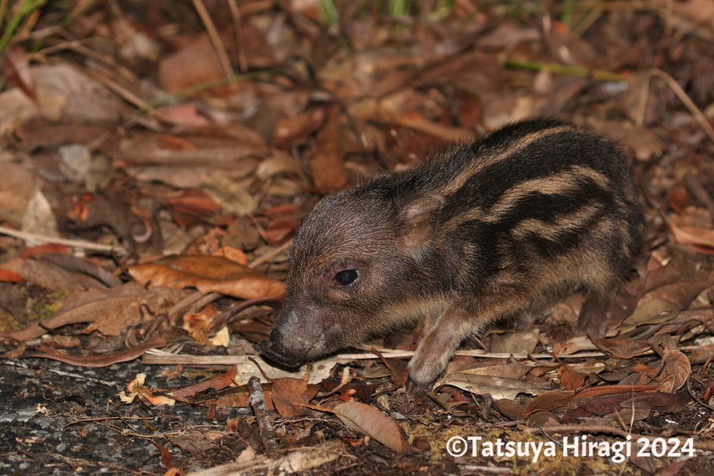 リュウキュウイノシシの幼獣（ウリ坊）