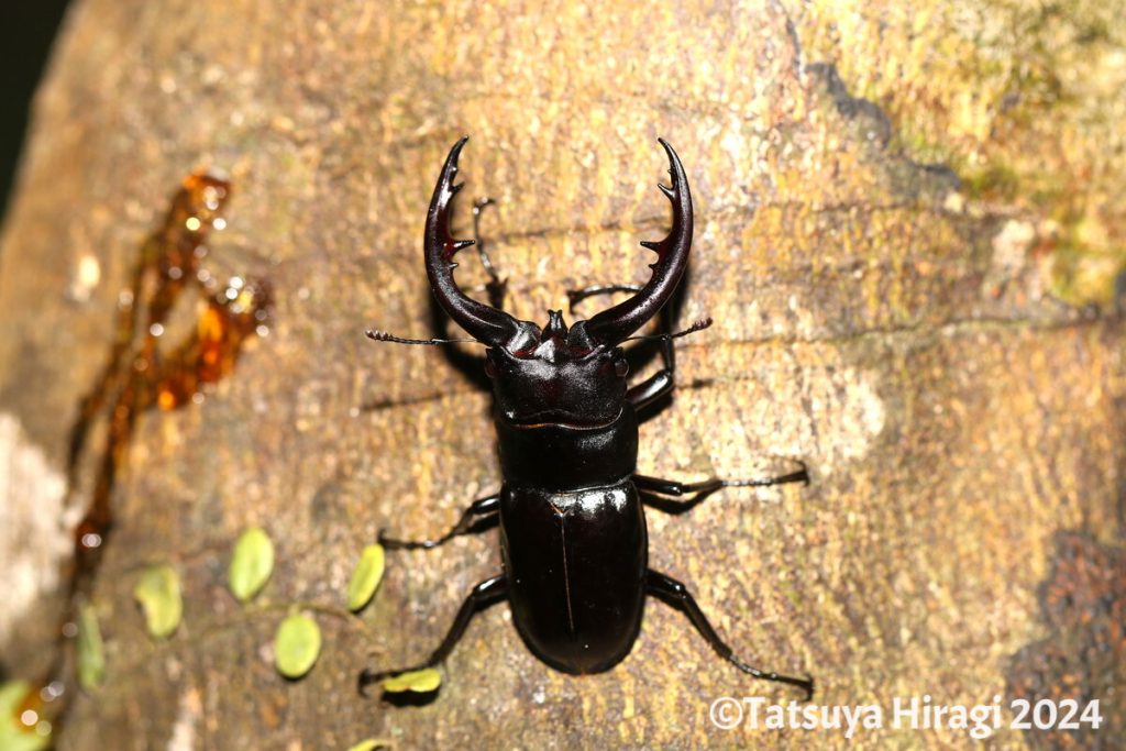 アマミノコギリクワガタ（オス）