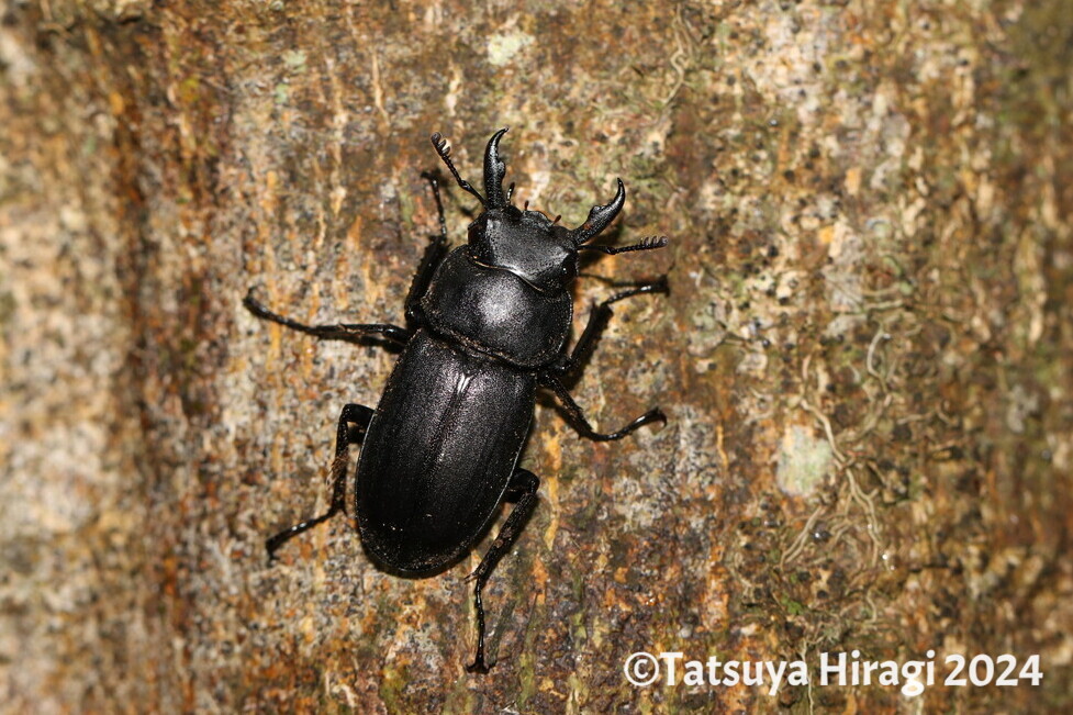 アマミシカクワガタ（オス）