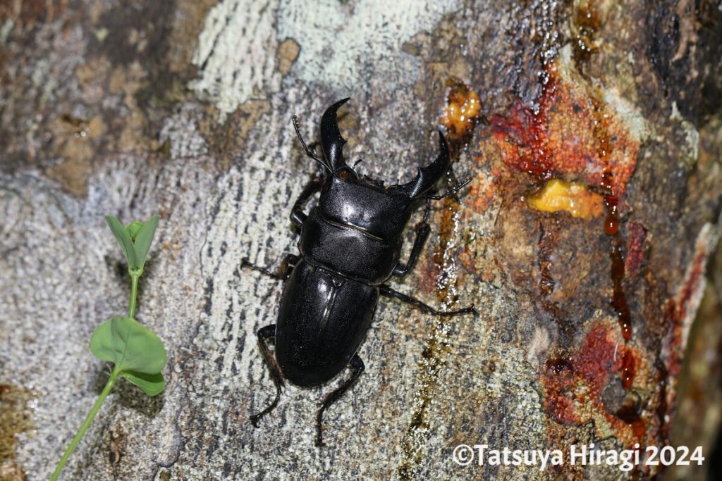 アマミヒラタクワガタ