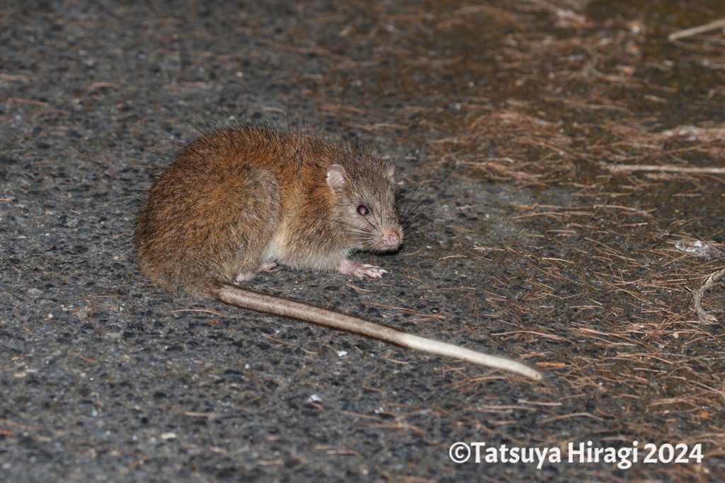 ケナガネズミ