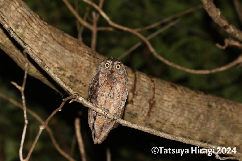 リュウキュウコノハズクの幼鳥