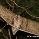 リュウキュウコノハズクの幼鳥