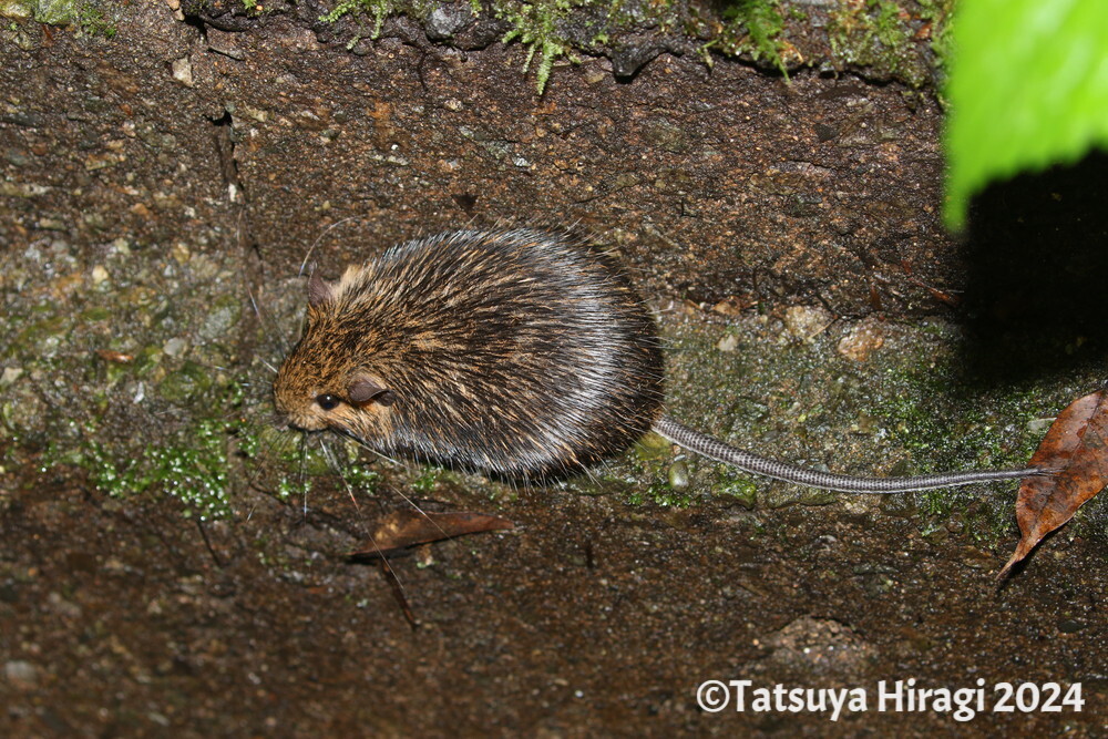 上から撮影したアマミトゲネズミ