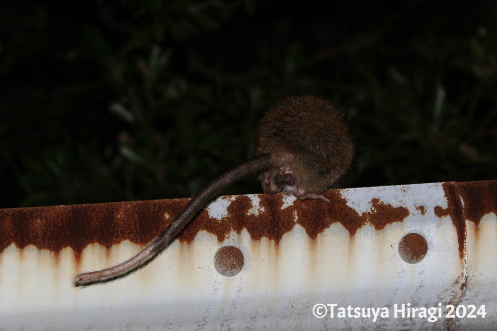 ケナガネズミの睾丸