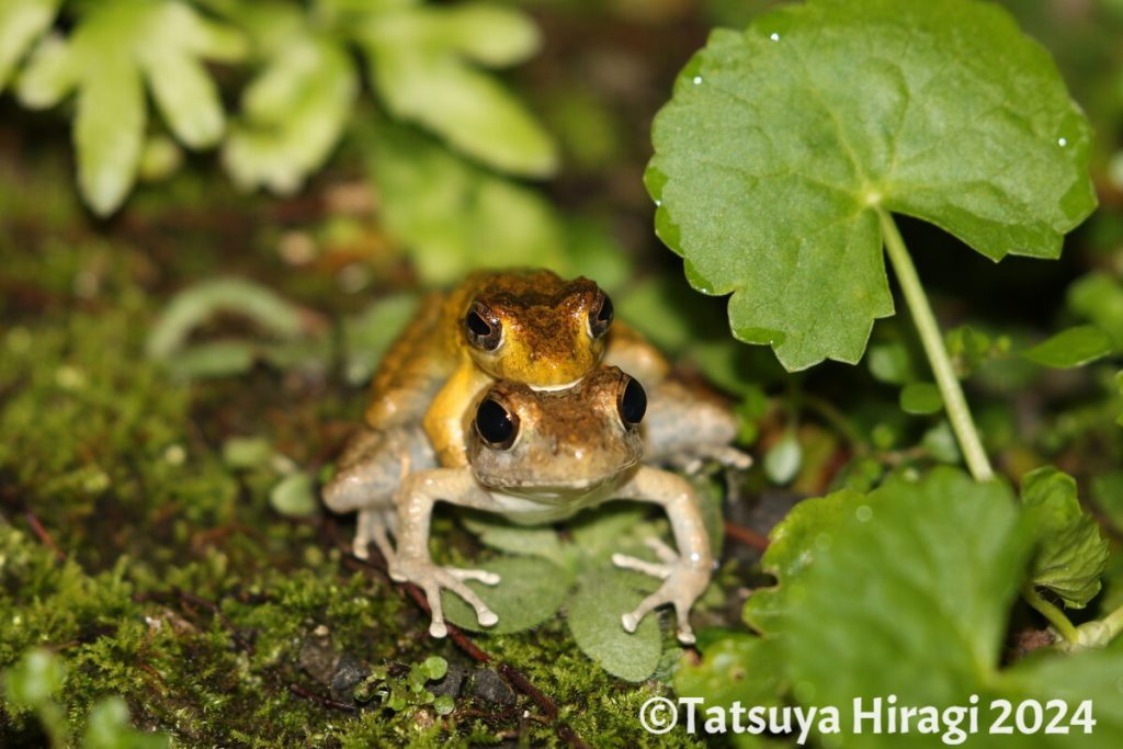 抱接中のリュウキュウカジカガエル