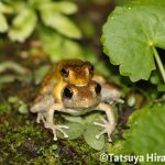 抱接中のリュウキュウカジカガエル