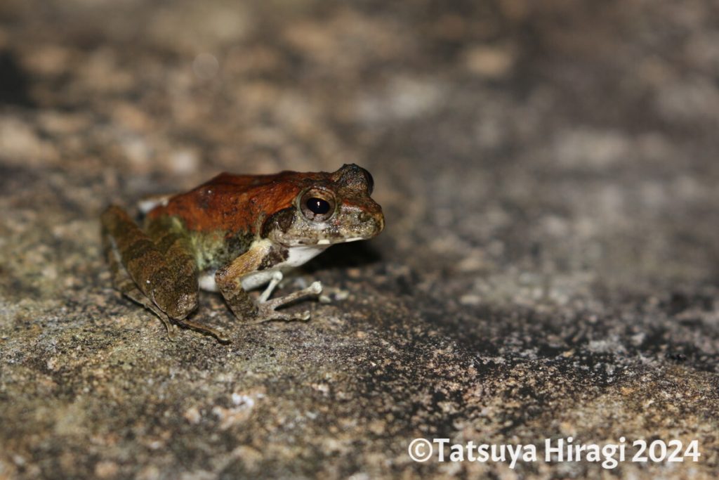 リュウキュウカジカガエルのメス