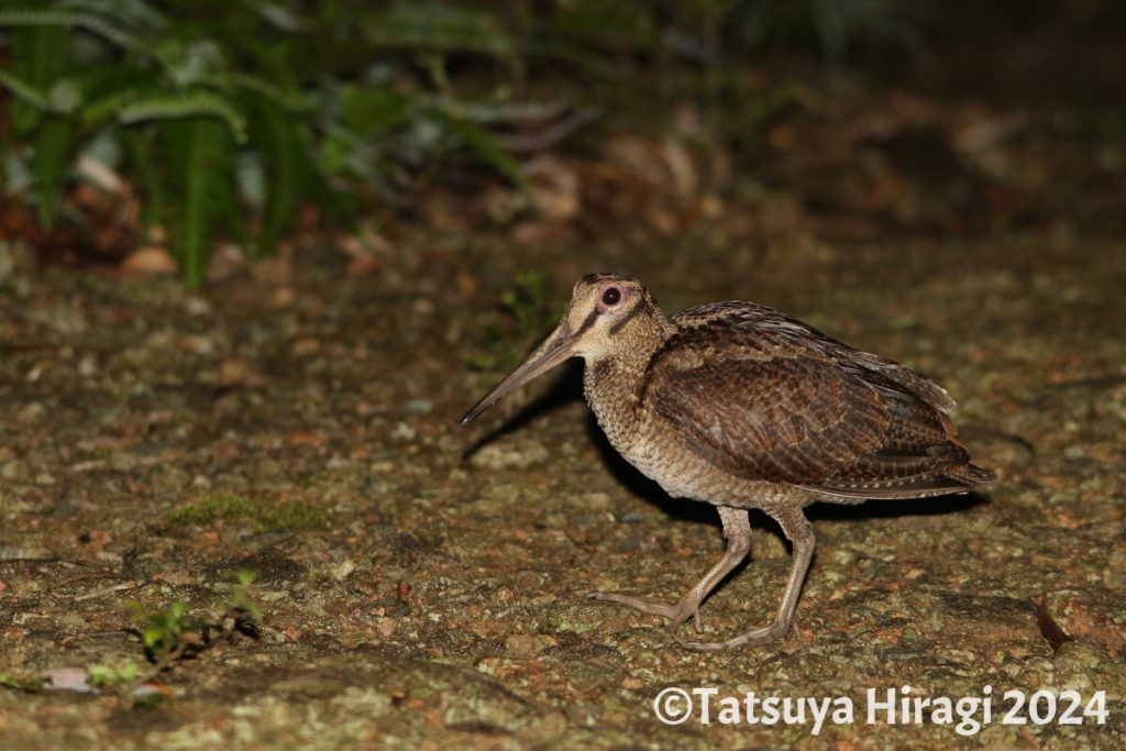 アマミヤマシギ