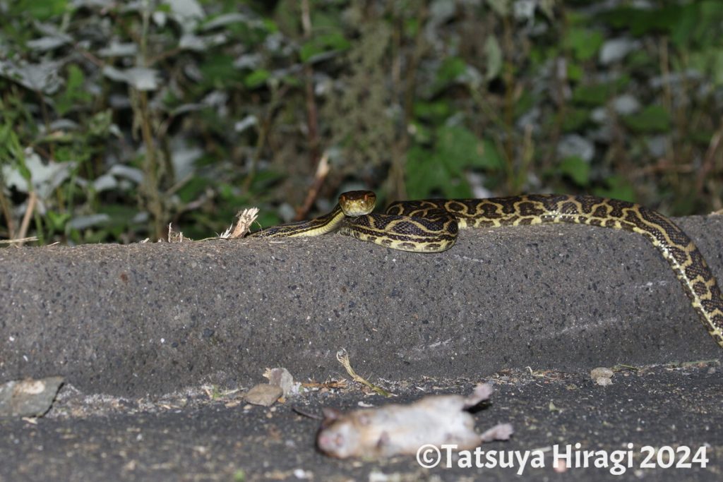 ハブとクマネズミ