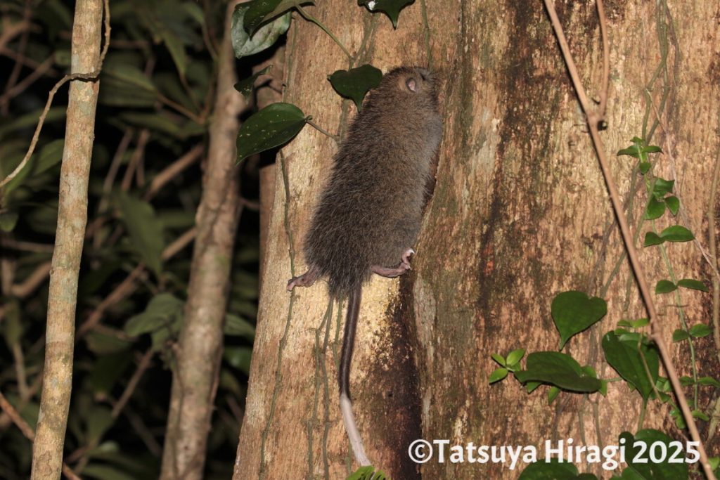 奄美大島で観察したケナガネズミの幼獣