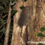 奄美大島で観察したケナガネズミの幼獣