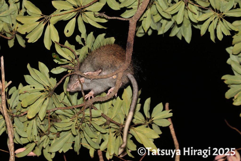 徳之島で観察したケナガネズミ