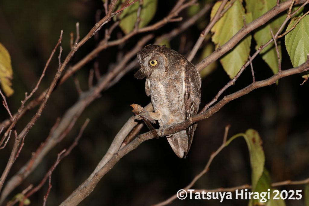 昆虫を捕食中のリュウキュウコノハズク