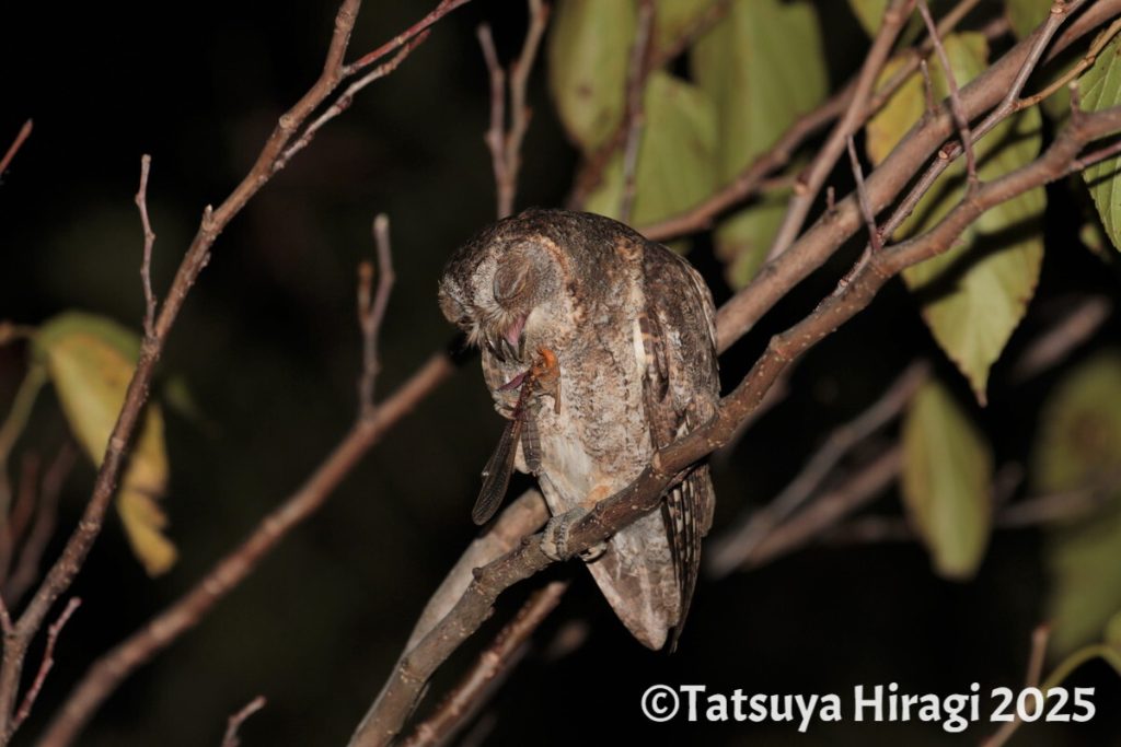 昆虫を捕食中のリュウキュウコノハズク