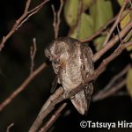 昆虫を捕食中のリュウキュウコノハズク