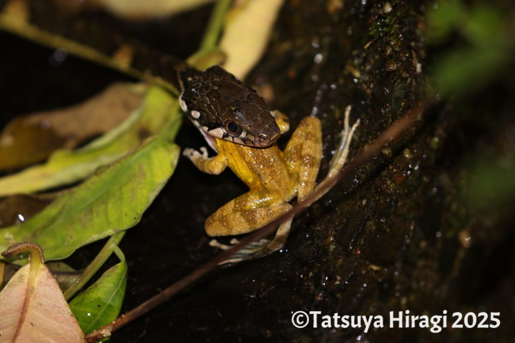リュウキュウカジカガエルを捕食するガラスヒバァ