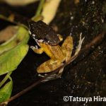 リュウキュウカジカガエルを捕食するガラスヒバァ