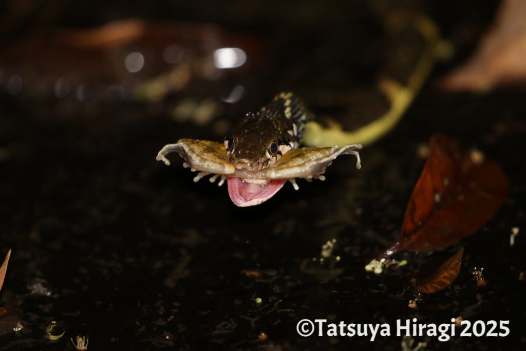 リュウキュウカジカガエルを捕食するガラスヒバァ