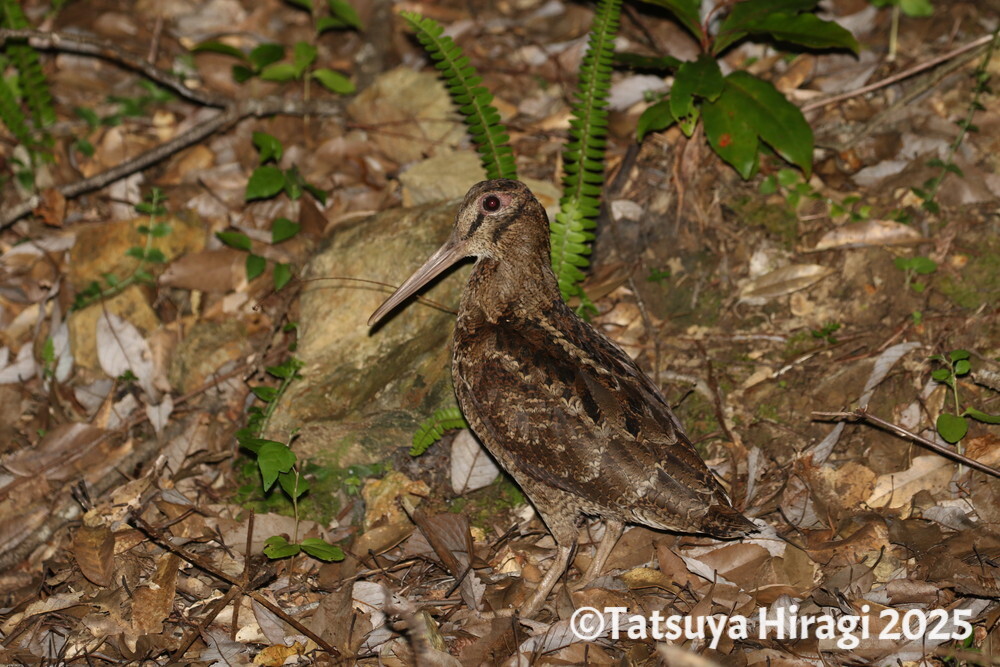 アマミヤマシギの成鳥