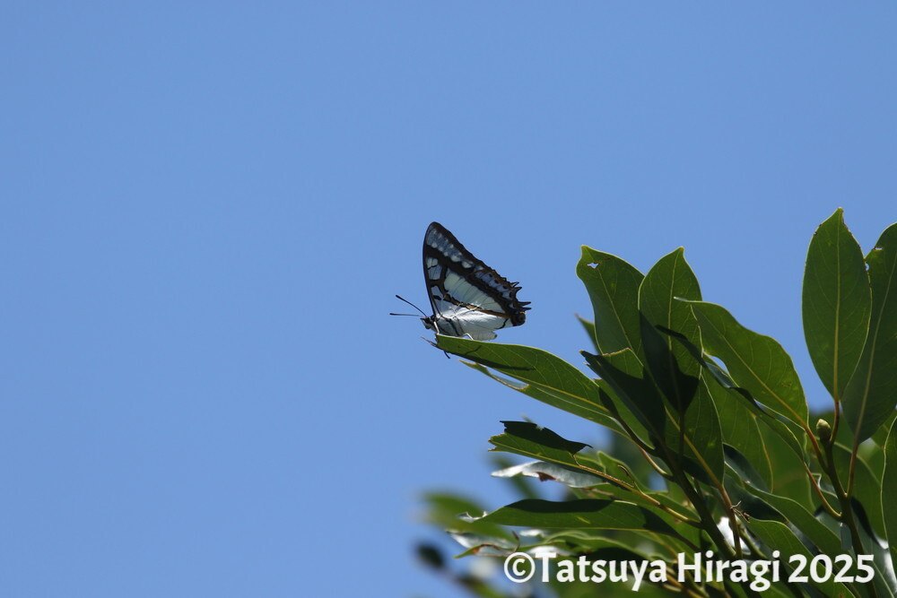 フタオチョウ