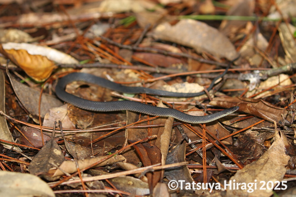 アマミタカチホヘビ