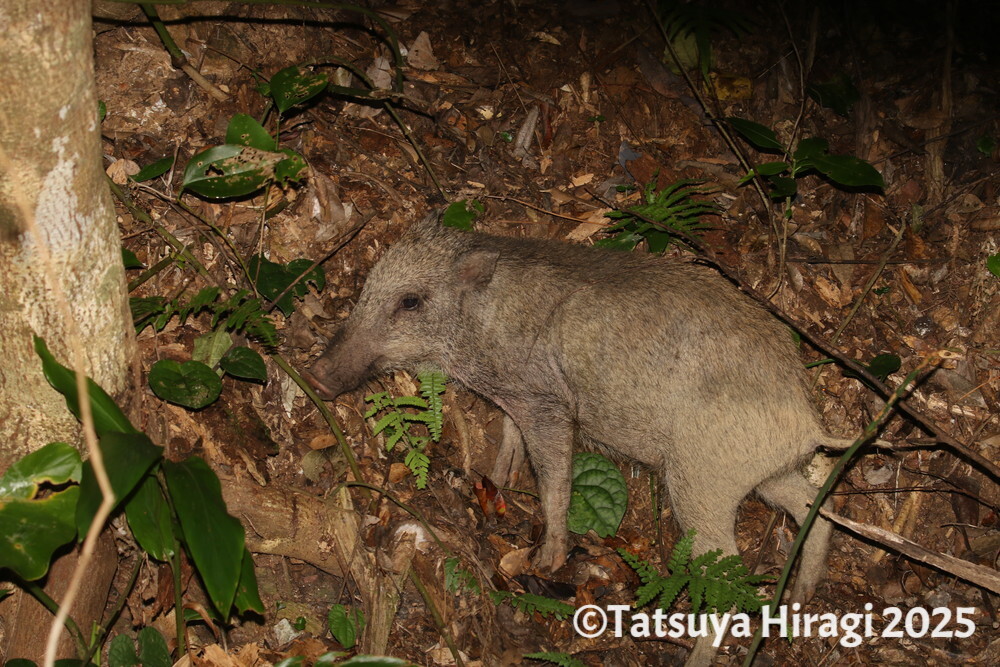 リュウキュウイノシシ