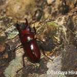 トクノシマノコギリクワガタ（オス）