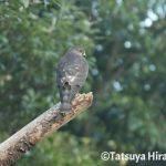 アカハラダカ