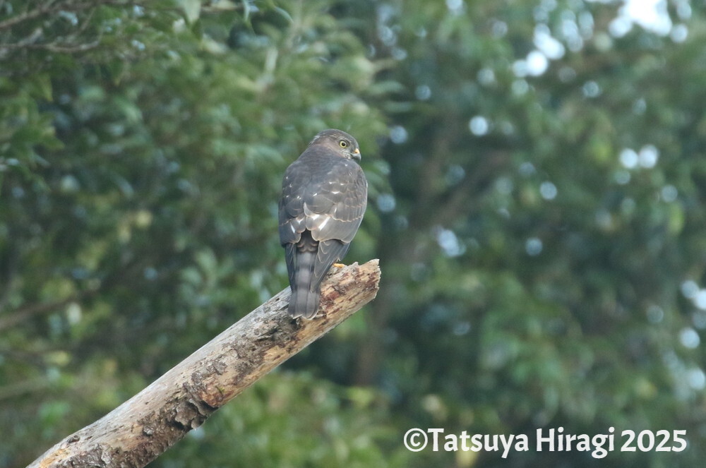 アカハラダカ
