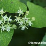 アマミイケマの花