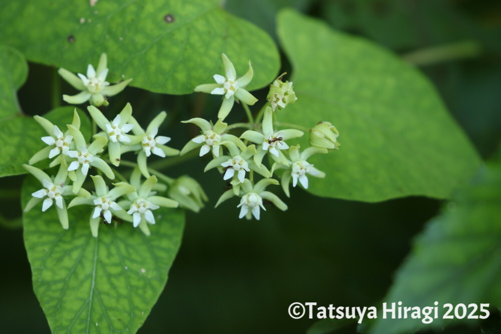アマミイケマの花