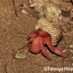 オオナキオカヤドカリ