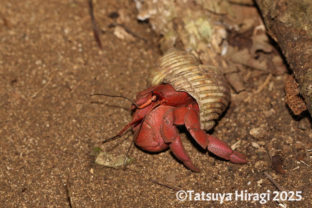 オオナキオカヤドカリ