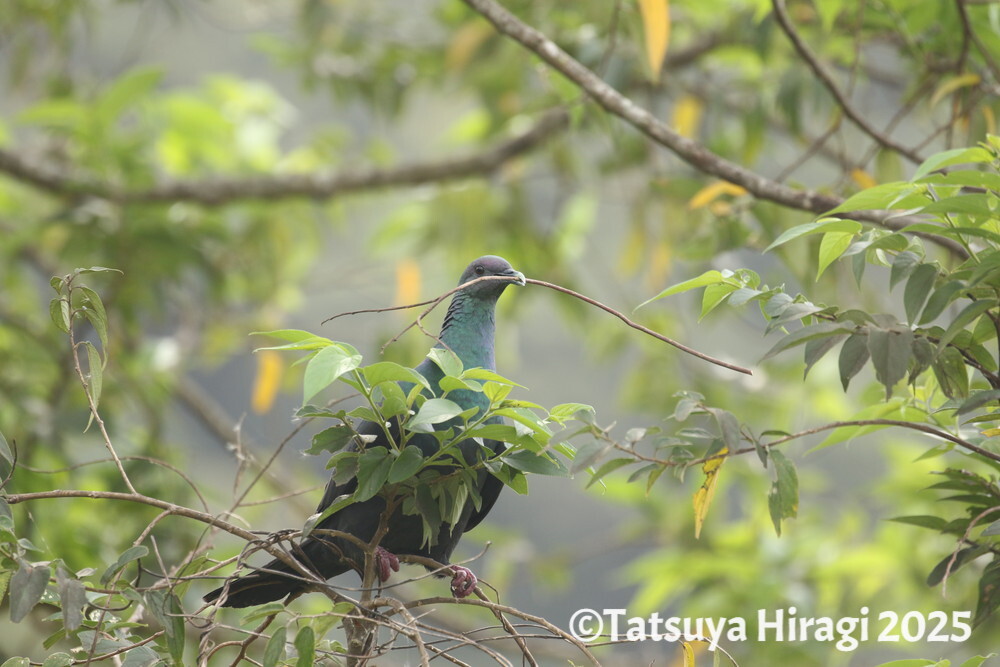 巣材を運ぶカラスバト