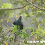 巣材を運ぶカラスバト