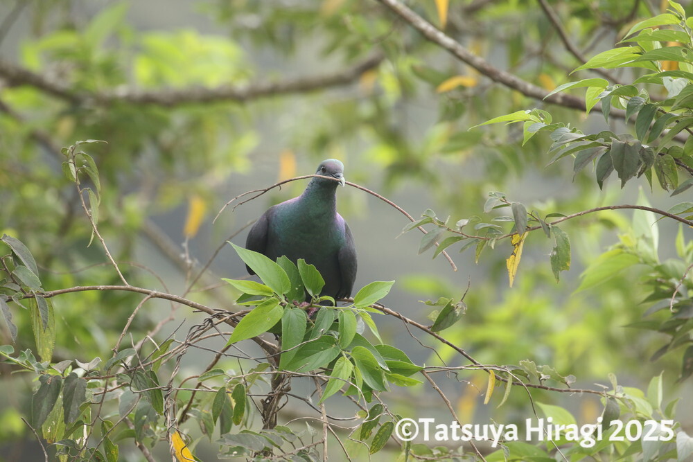巣材を運ぶカラスバト