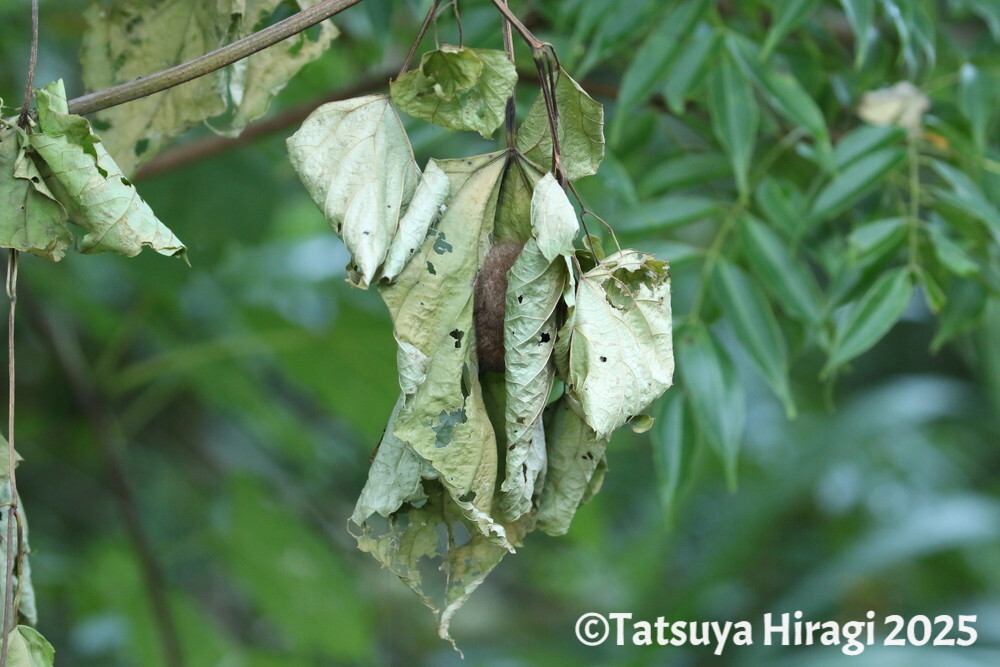 リュウキュウテングコウモリのねぐら