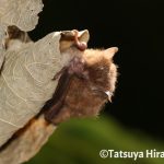 リュウキュウテングコウモリ