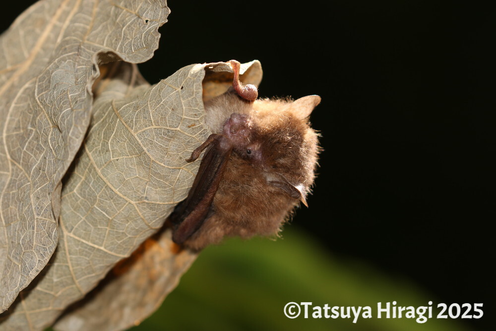 リュウキュウテングコウモリ
