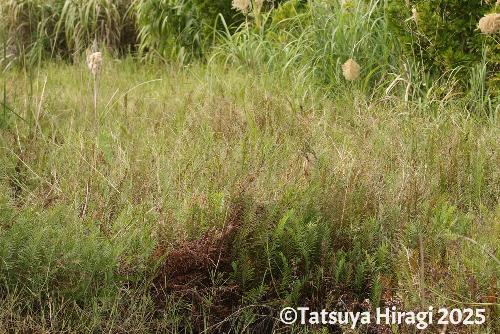 草藪の中にいたサンカノゴイ