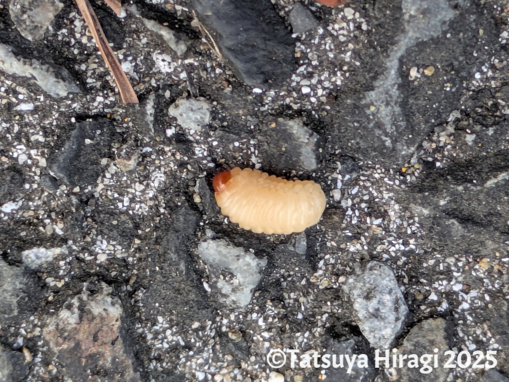 シイシギゾウムシの幼虫